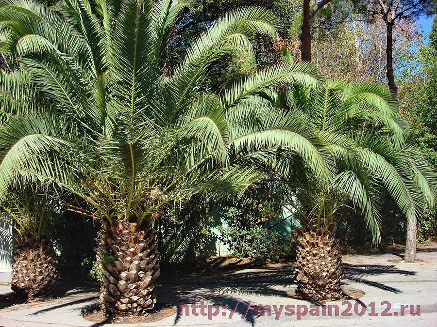 Парк Гуэля - живые пальмы